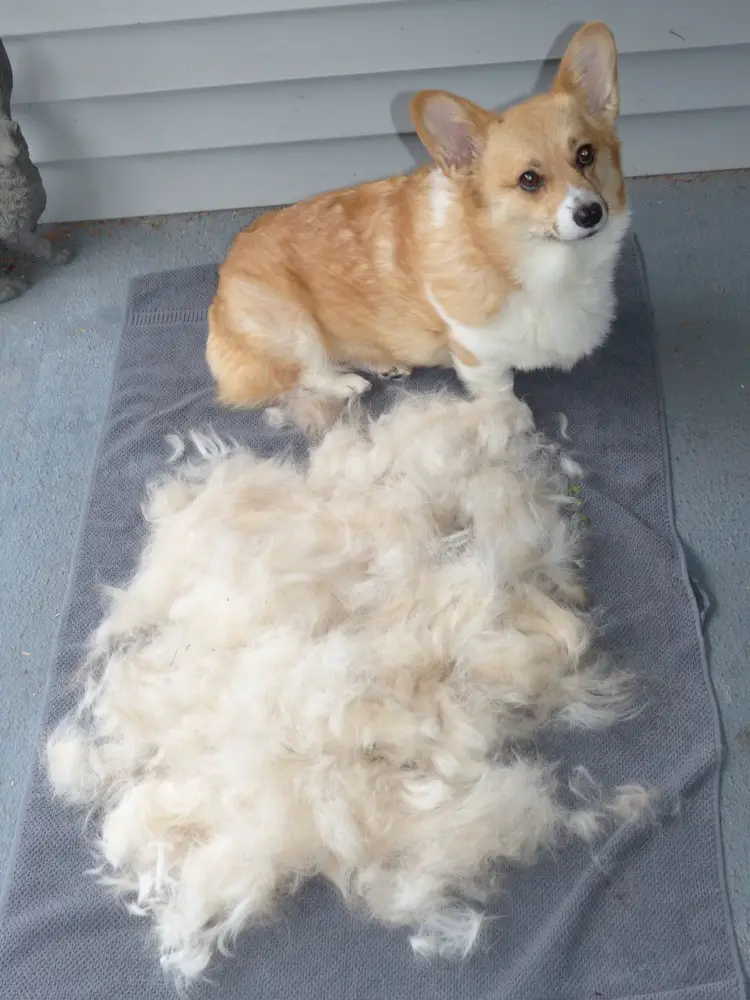 A Corgi sitting on the towel behind its pile of shed fur