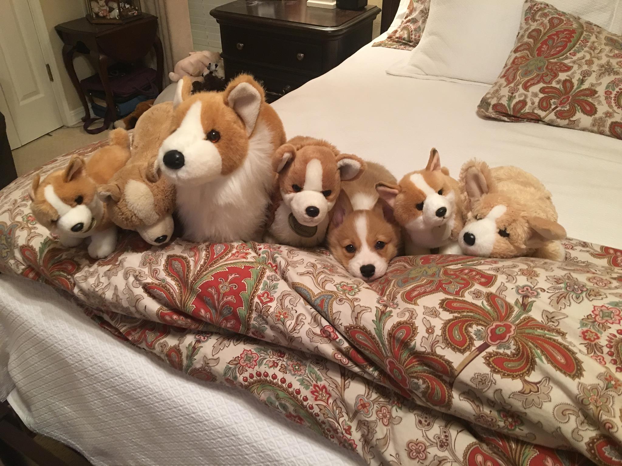 A Corgi lying on the bed together with corgi stuffed toys