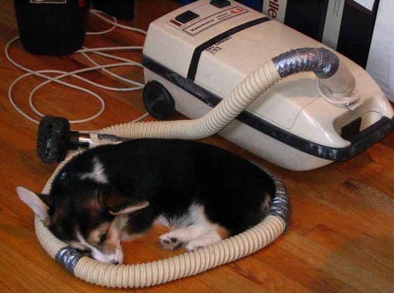 A Corgi curled up sleeping on the floor inside the rolled vacuum tube