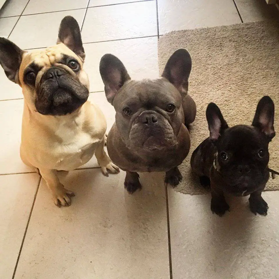 three French Bulldog lined up sitting on the floor with their begging faces