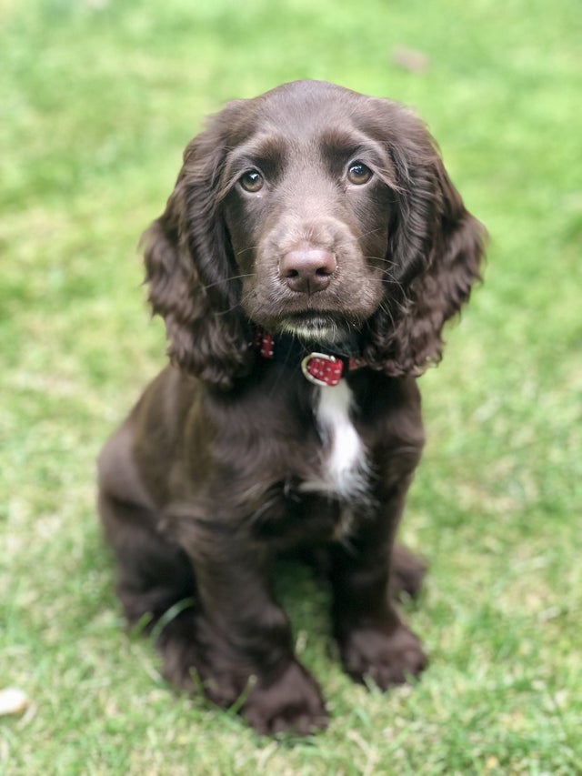 brown Cocker Spaniel puppy sitting on the grass