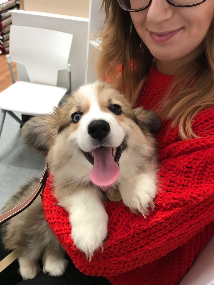 A happy Corgi in the arms of the woman