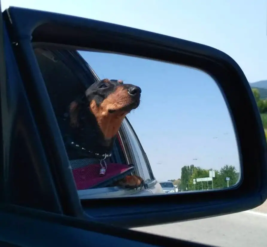 A reflection of a Dachshund from the sidemirror with its head outside the window