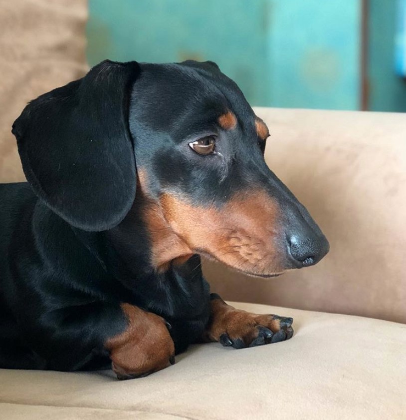 A Dachshund lying on the couch