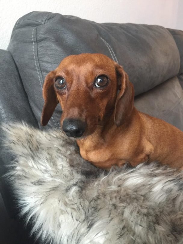 10 Things You Should Know Before Owning a Dachshund The Paws