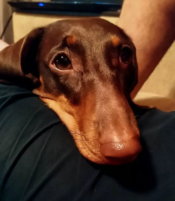 a Dachshund with its sweet begging face