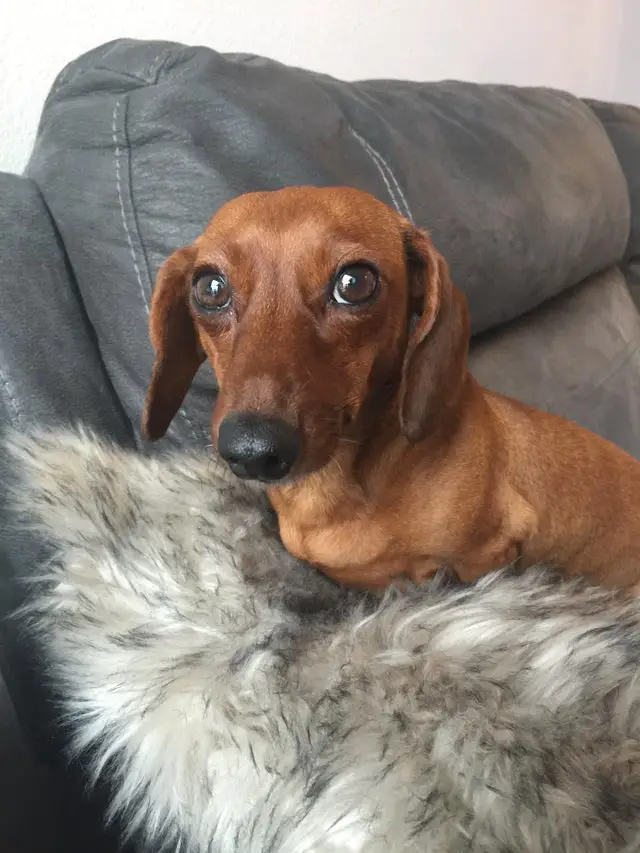 A Dachshund lying on the couch