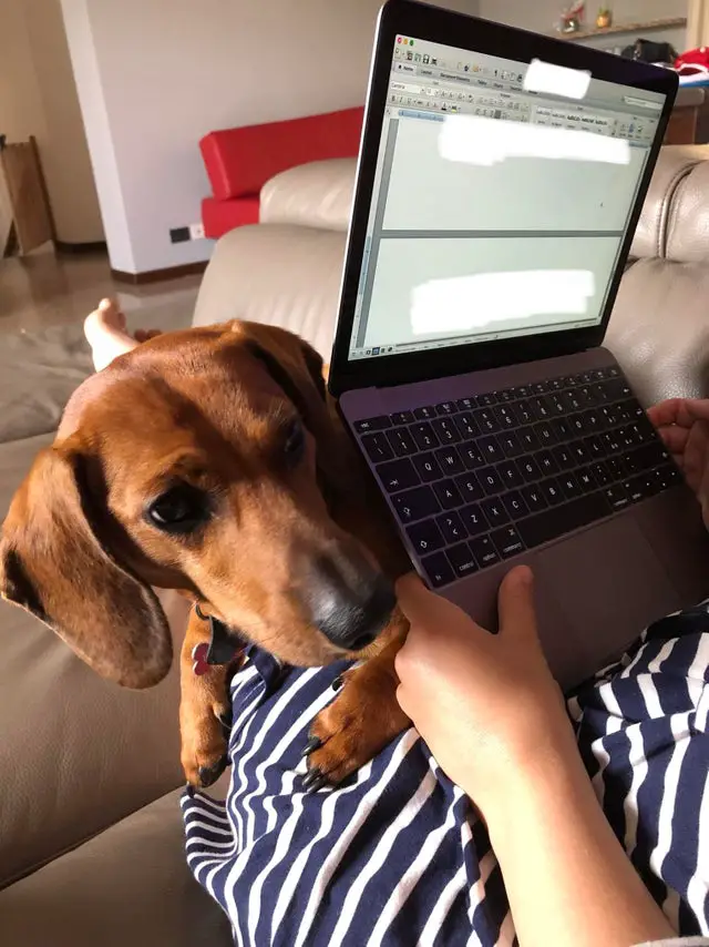 A Dachshund lying on the lap of a person behind the laptop