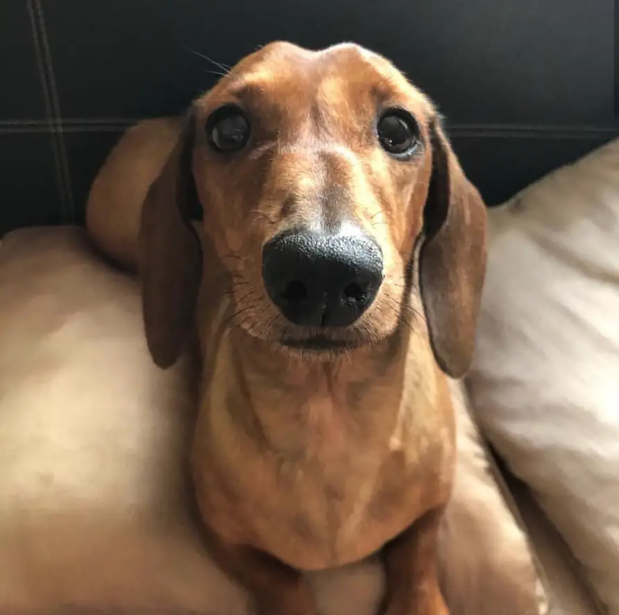 A Dachshund lying on the bed while staring with its sweet face