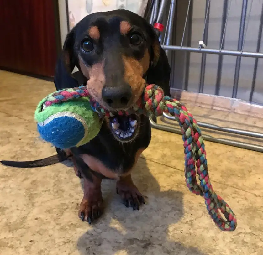 A Dachshund with a tug toy in its mouth while standing on the floor