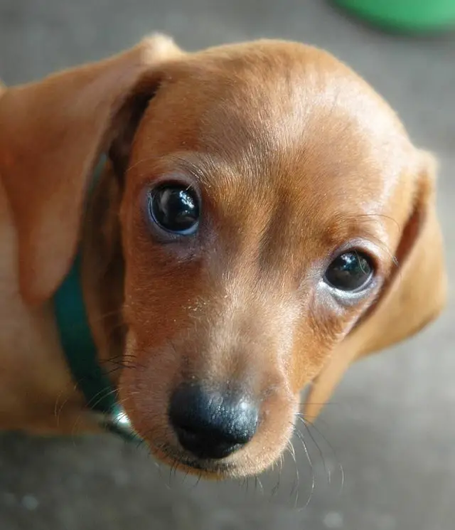An adorable Dachshund puppy sitting on the floor