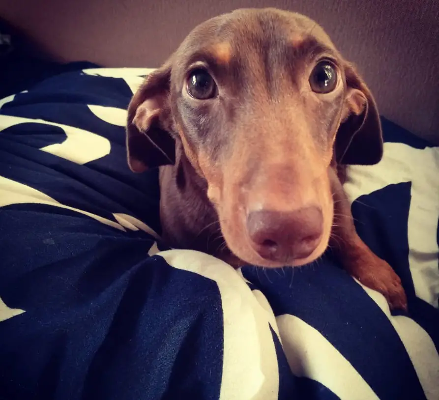 A Dachshund lying on the bed with its adorable face