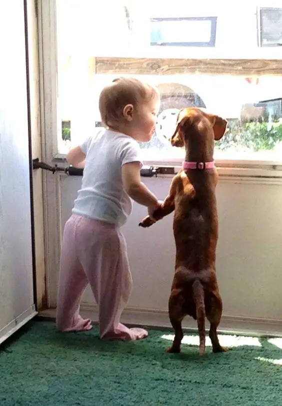 A Dachshund looking outside the glass door next to a child holding its one front leg