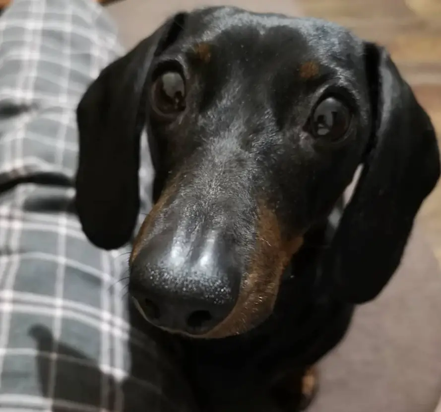 A Dachshund sitting on the floor next to the person's legs