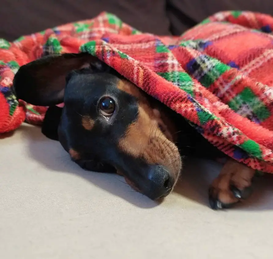 A Dachshund lying on the couch under the blanket
