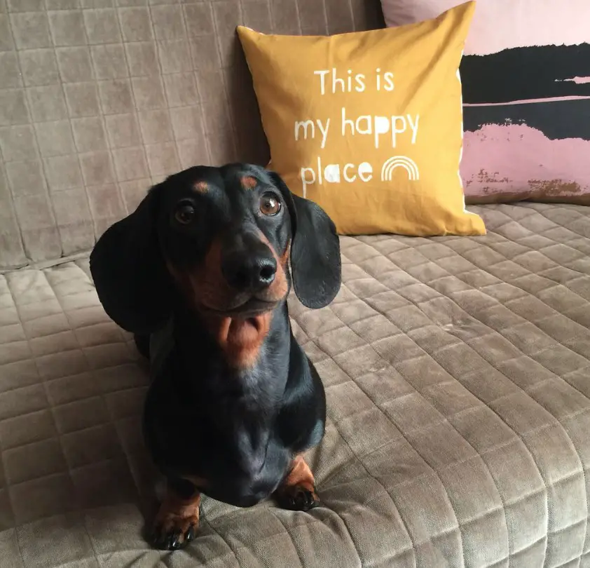 A Dachshund lying on the bed while looking up with its begging face