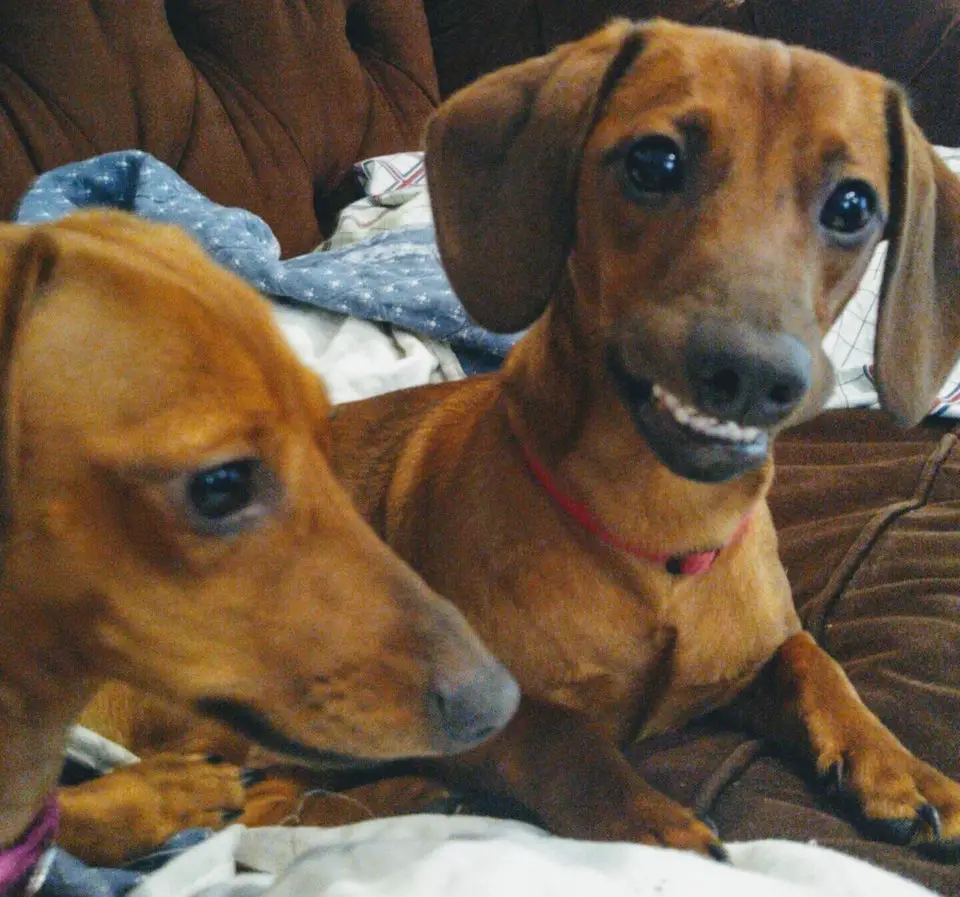 two Dachshunds lying on the couch while one is force smiling