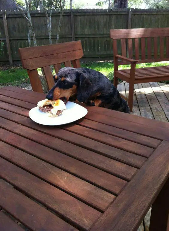 A Dachshund eating the food on the plate on top of the table