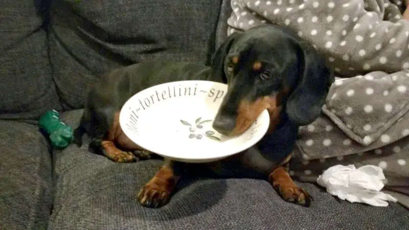 A Dachshund lying on the couch with a plate in its mouth