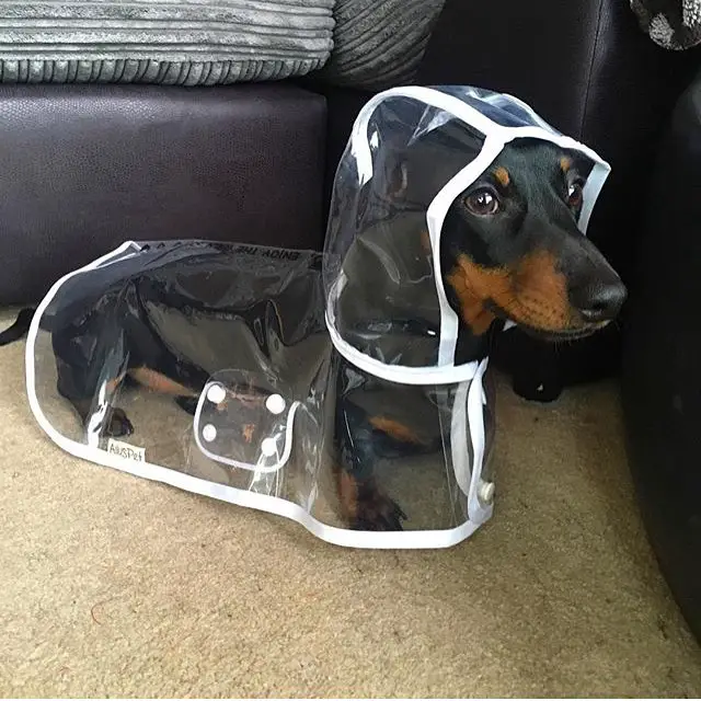 A Dachshund wearing a raincoat while sitting on the floor