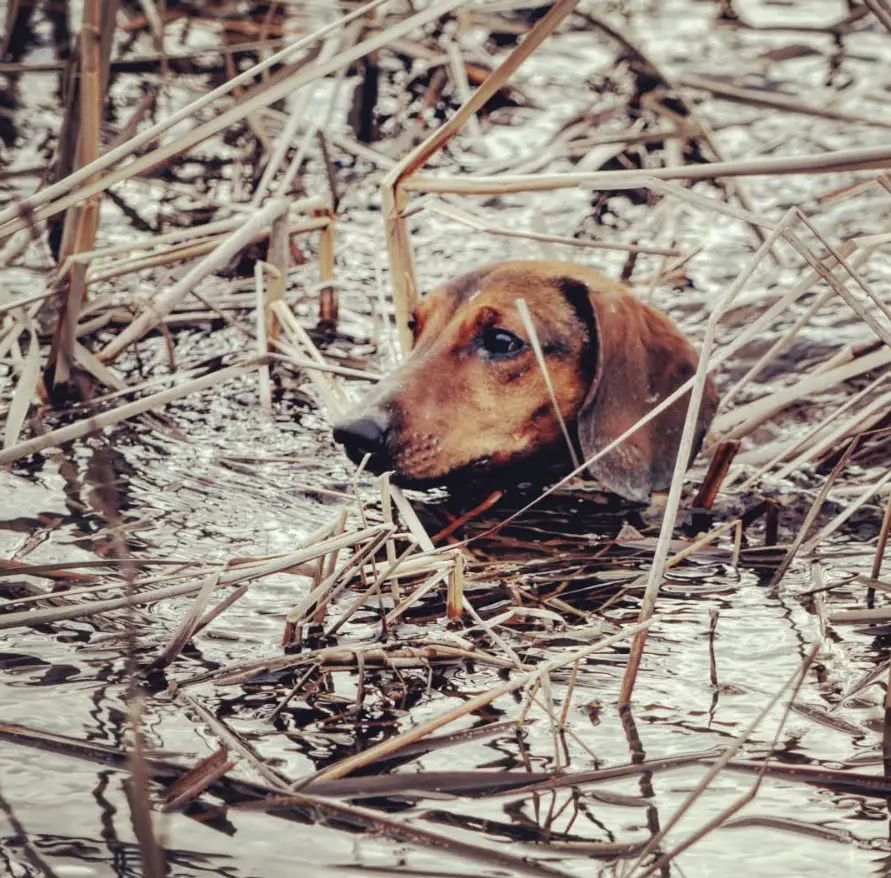 A Dachshund swimming in the lake surrounded with dried branches