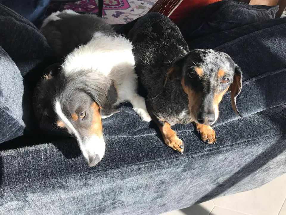 two Dachshunds lying on the couch with sunlight on their faces