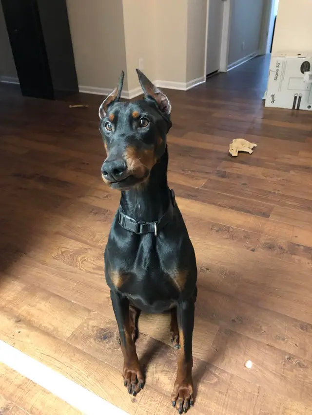 A Doberman Pinscher sitting on the wooden floor while hiding something in its mouth