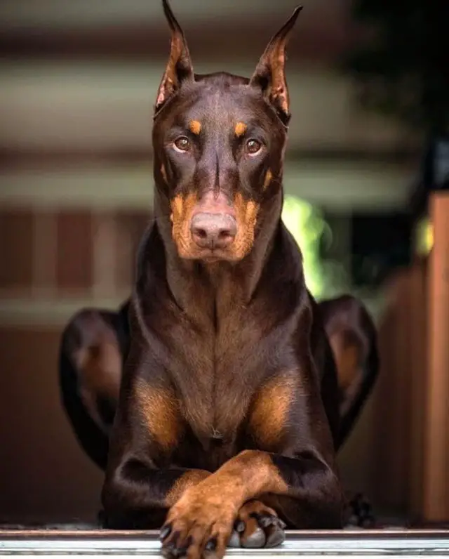 A Doberman Pinscher lying in the front door while staring and with its front legs together