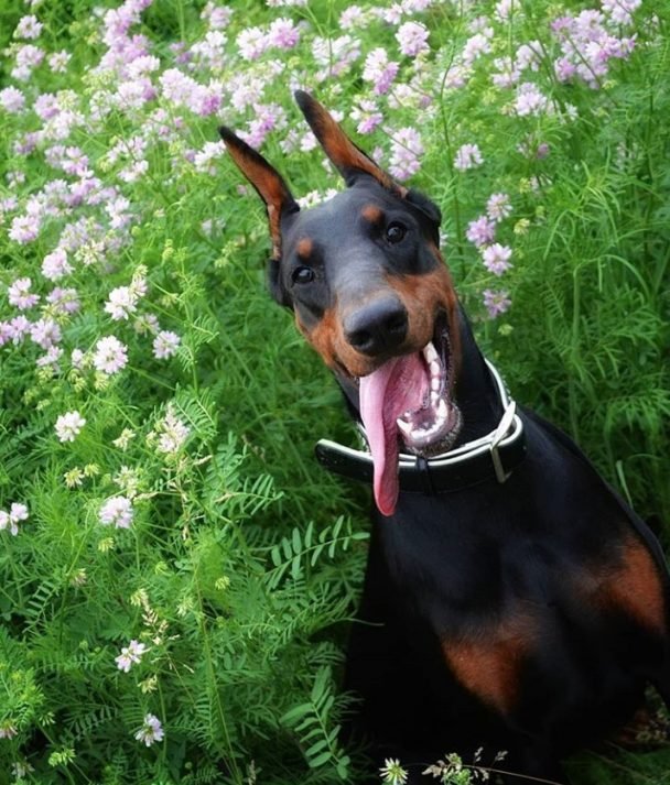 39 Best Toys for Doberman Pinschers The Paws