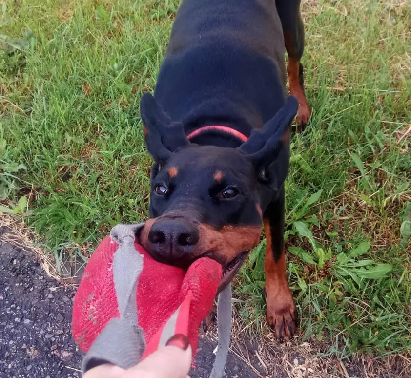 A Doberman Pinscher standing on the grass while playing tug of war with its owner