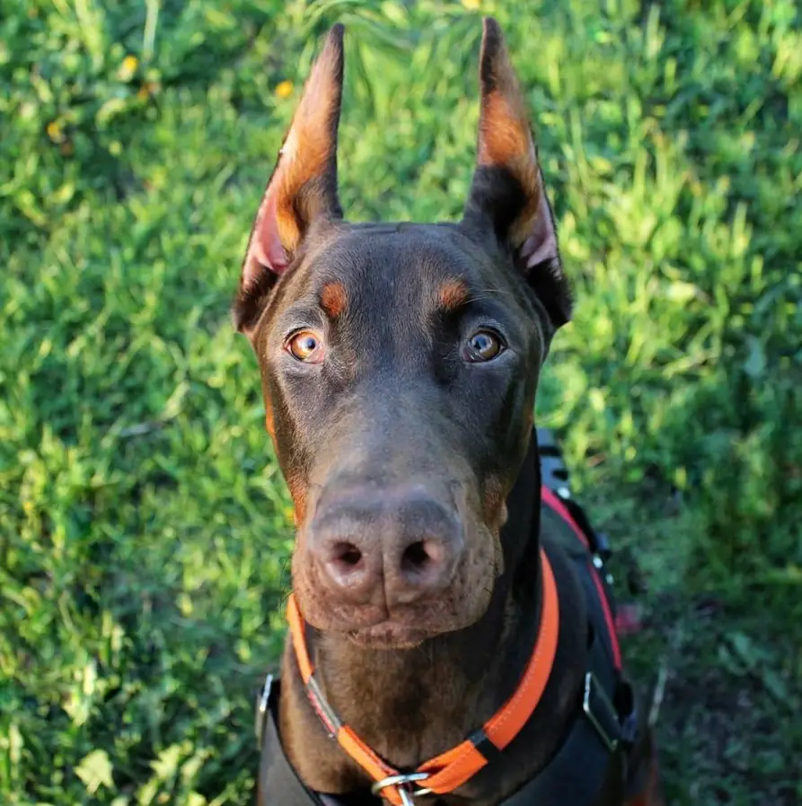 A Doberman Pinscher standing with green leaves in the background
