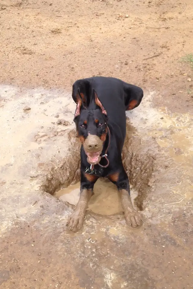 A Doberman Pinscher lying on top of its dug hole in the sand