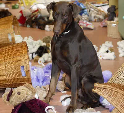 A Doberman Pinscher sitting on the floor with scattered stuffed toys and things around him on the floor