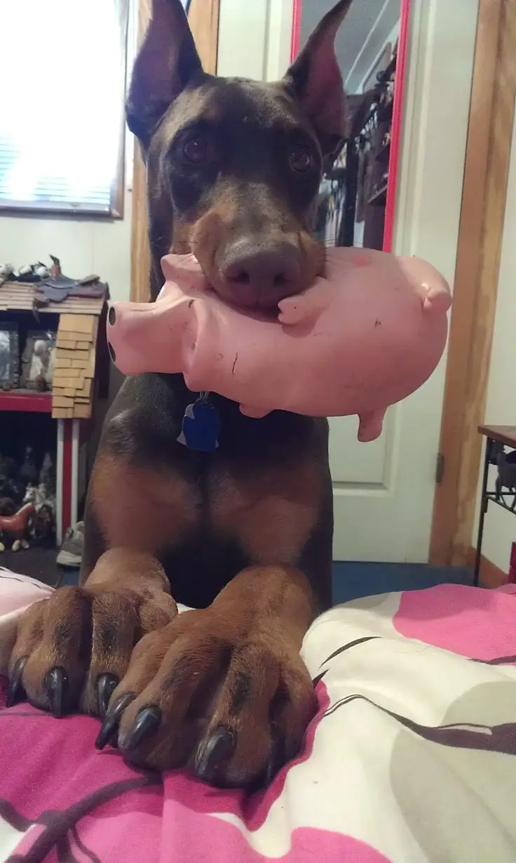 A Doberman Pinscher with a piggy toy in its mouth while leaning towards the foot of the bed
