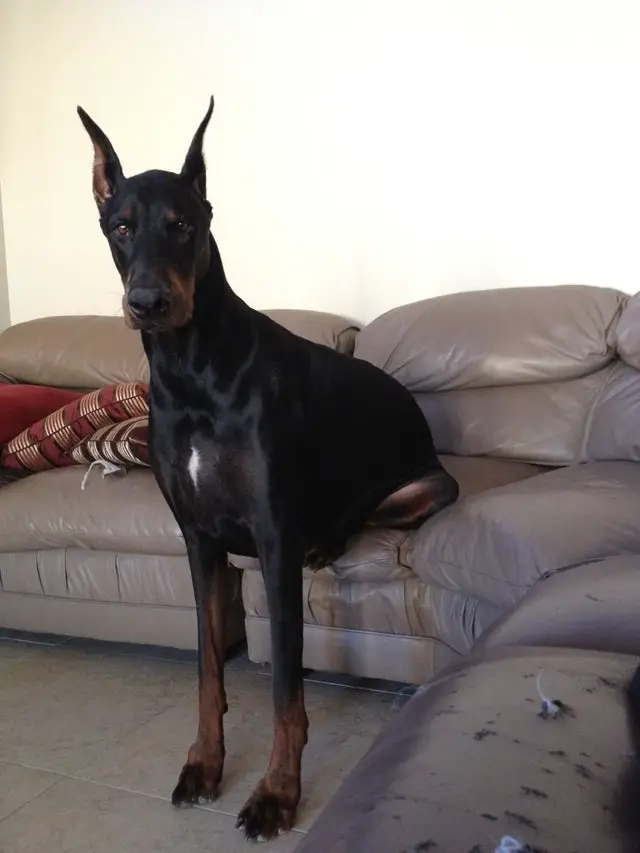 A Doberman Pinscher sitting on the couch with its front legs on the floor