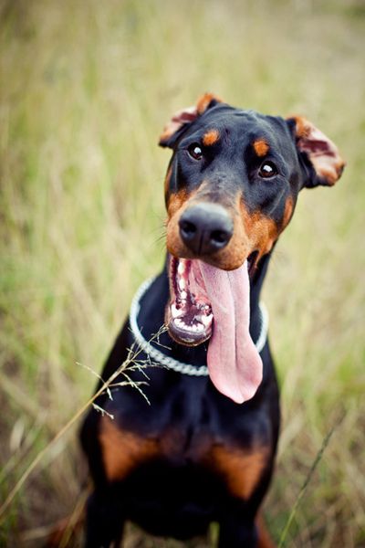 Doberman Pinscher in the field of grass while smiling with its tongue out