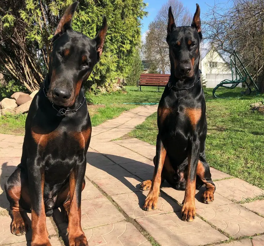 two Doberman Pinscher sitting on the pavement pathway at the park