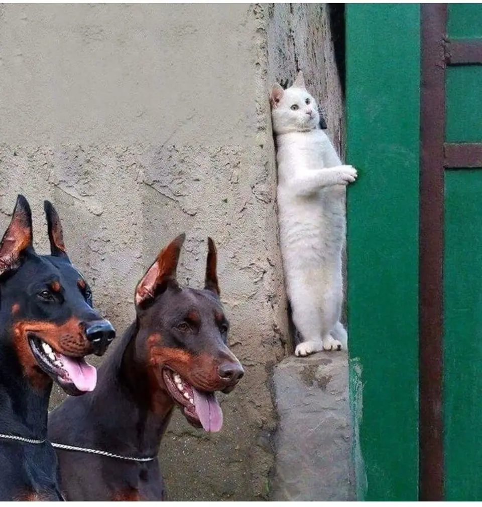 two Doberman Pinscher standing next to the cat hiding behind the wall