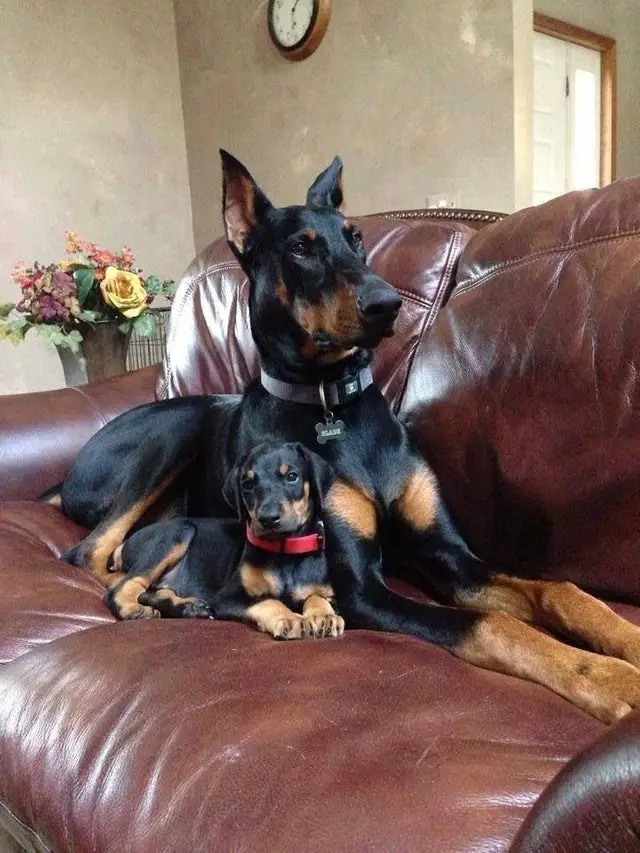 An adult and puppy Doberman Pinschers lying on the couch