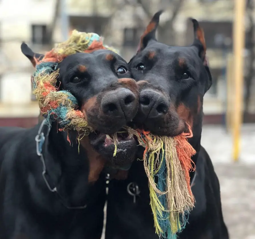 two Doberman Pinschers sharing the same tug toy