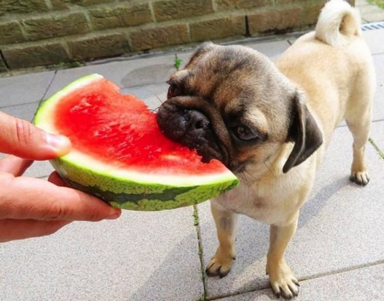 170 Food Dog Names The Best Food Names For Dogs The Paws