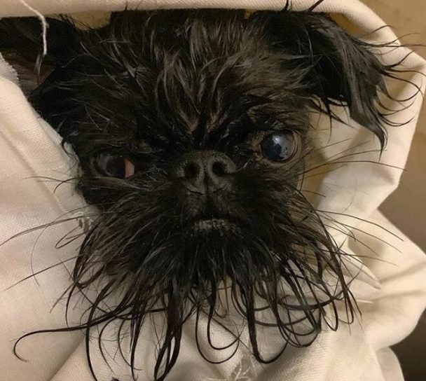 Top 180+ Most Punny Dog Names Funny Dog Names The Paws