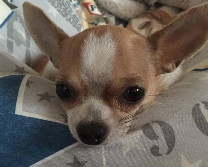 Top 120 Awesome Chihuahua Names For Girl Dogs The Paws