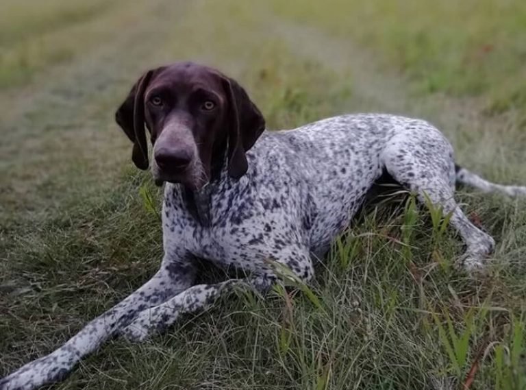 Top Hunting Dog Names 80+ Cool Names for Female Hunting Dogs The Paws