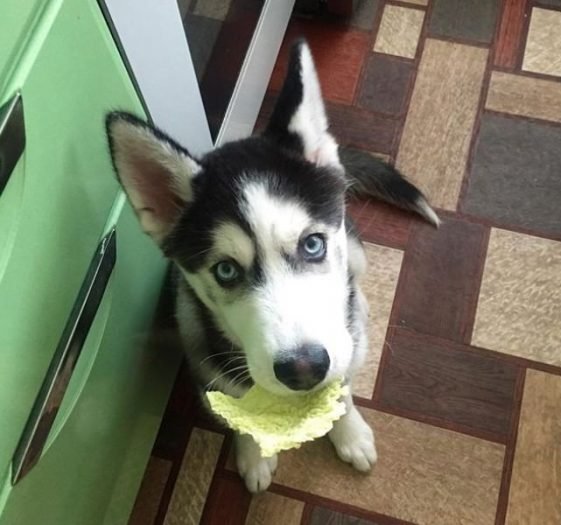 170 Food Dog Names The Best Food Names for Dogs The Paws