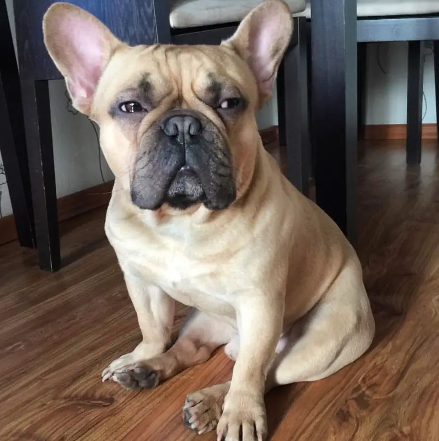 A French Bulldog sitting on the floor with its tired face