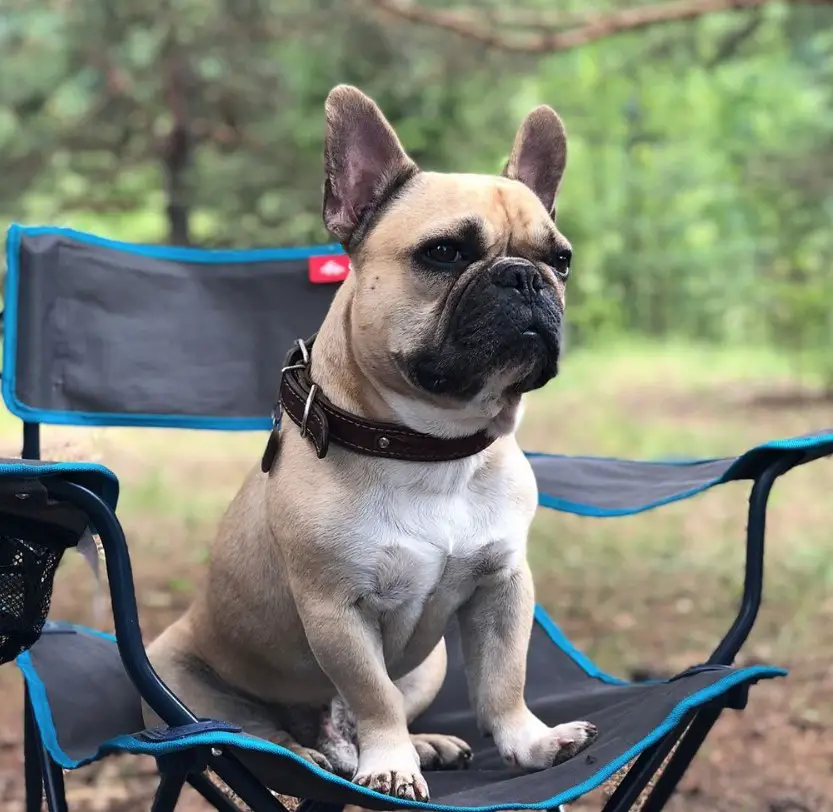 A French Bulldog sitting on the chair in the forest