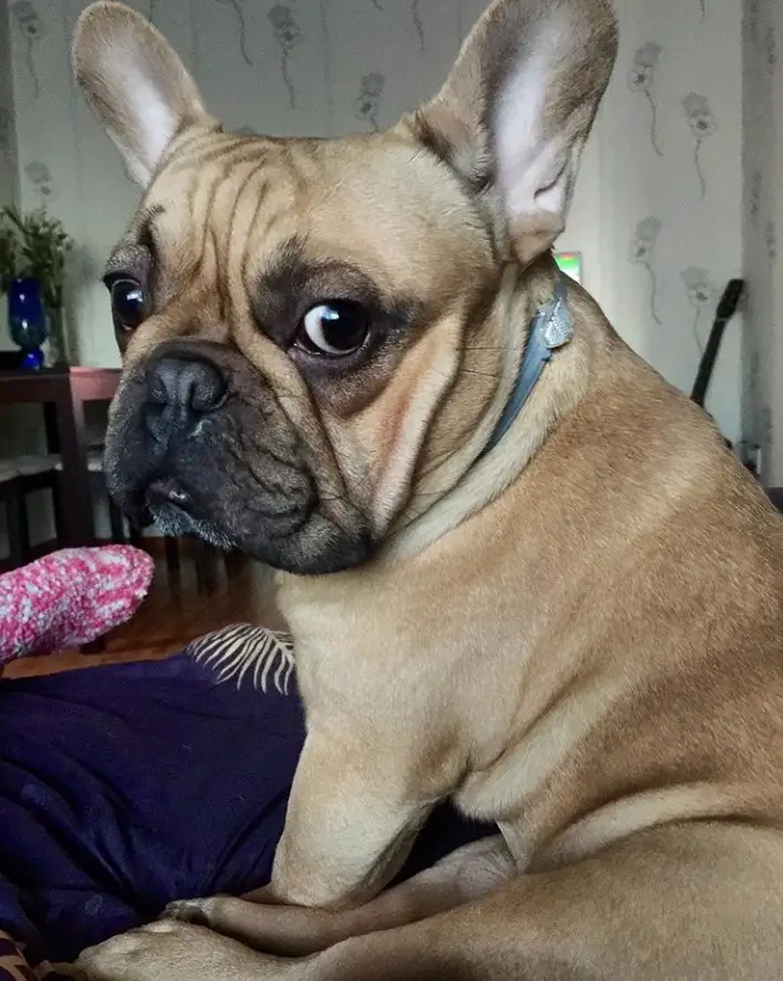 A French Bulldog sitting on the couch while staring back