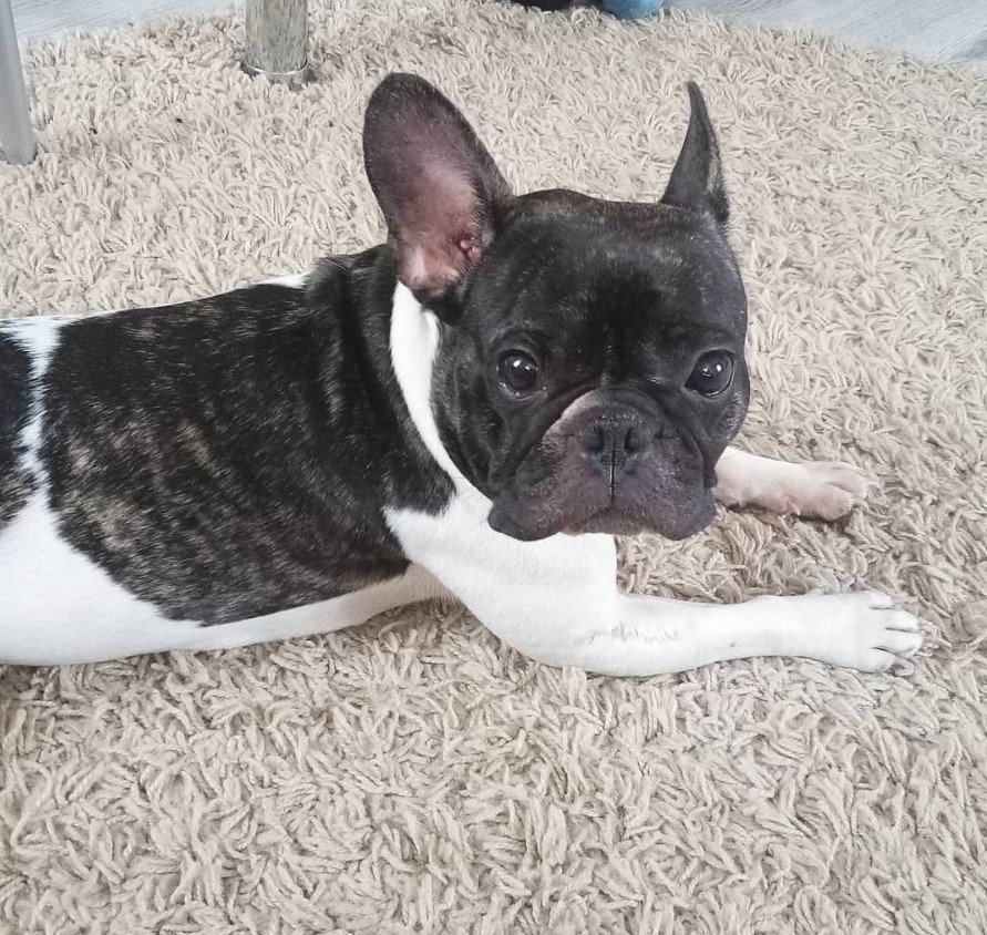 A French Bulldog lying on the carpet
