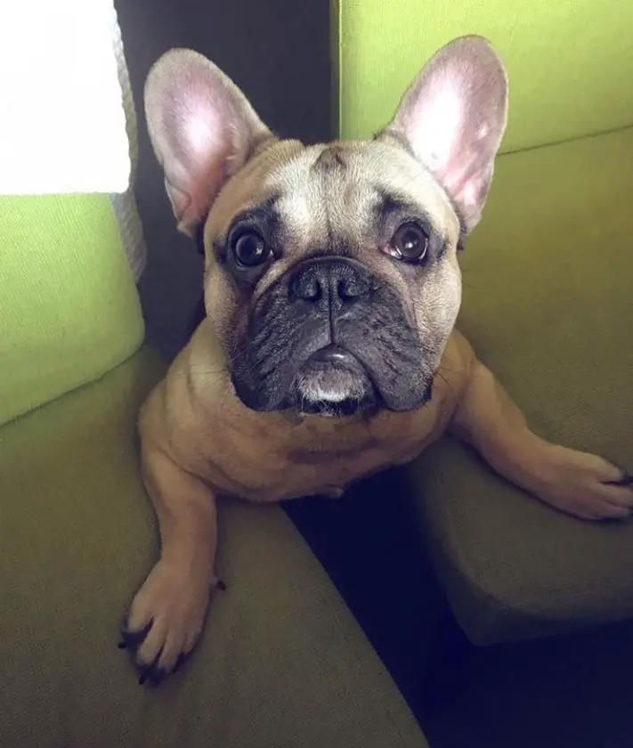 A French Bulldog standing in between the chair while looking up with its begging eyes